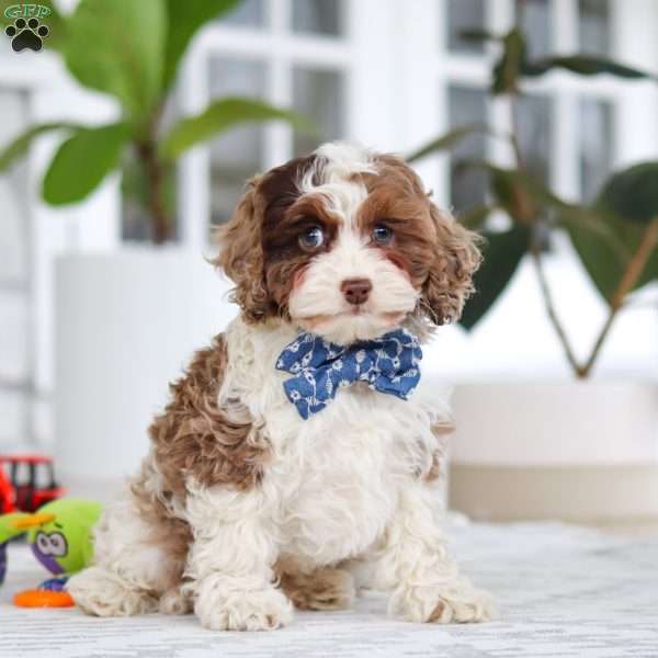 Emmett, Cockapoo Puppy